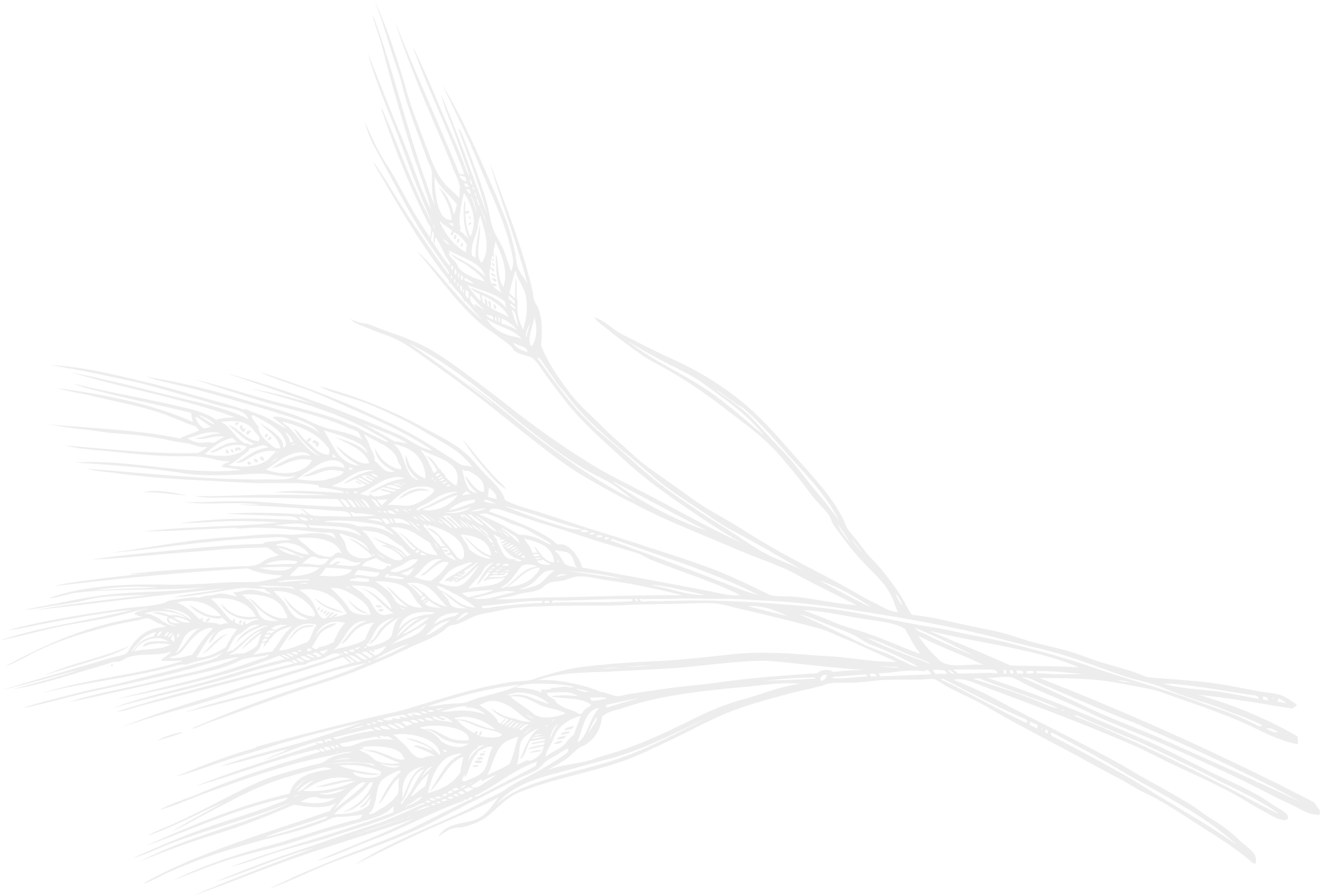 long grain basmati rice in Delhi, india